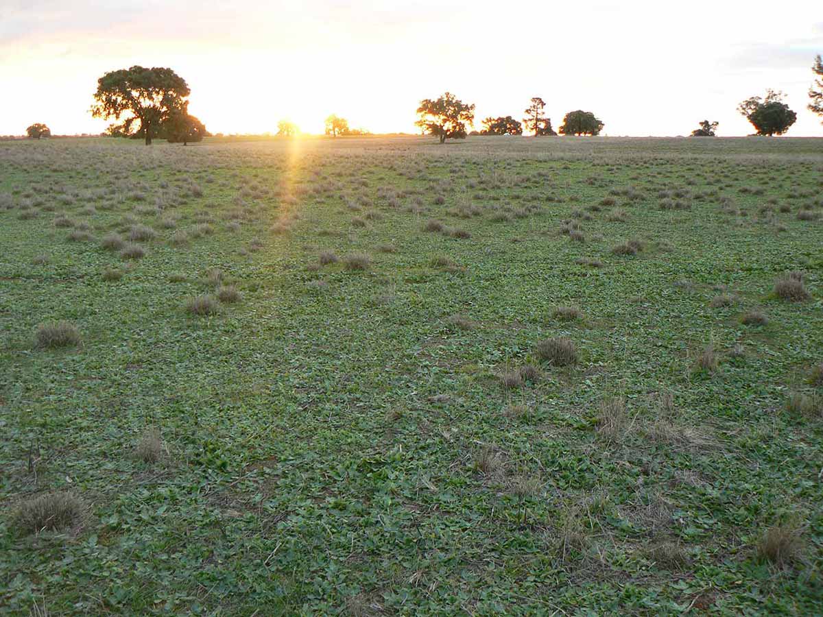 Australian farmland featuring grass and trees.