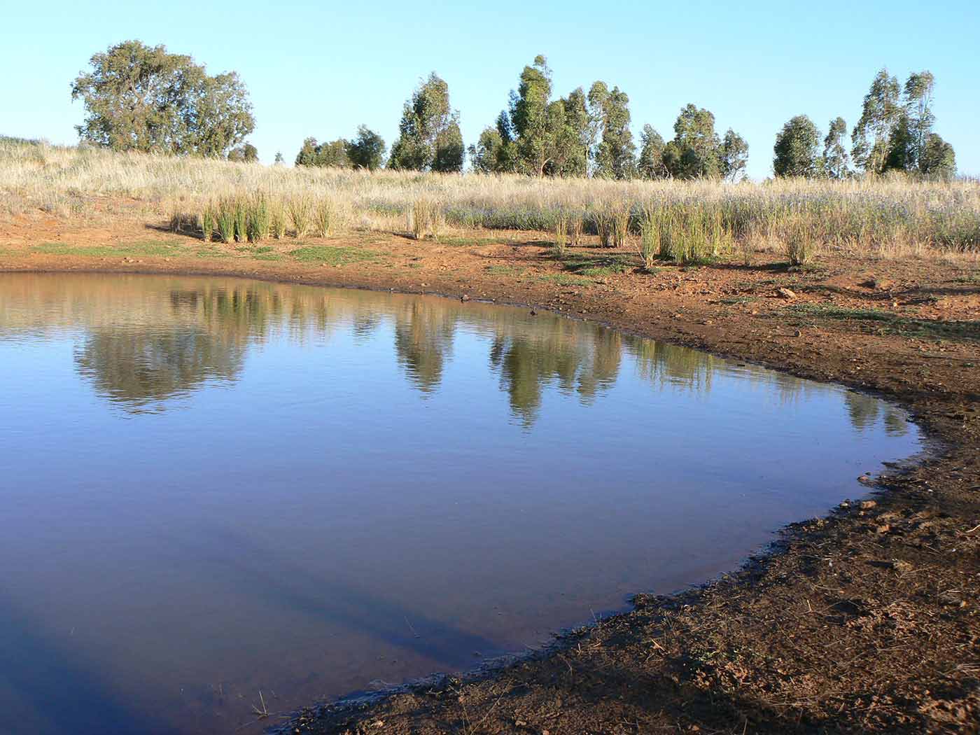 Australian farmland featuring a dam filled with water and surrounded by soil with dry grasses and trees in the background.