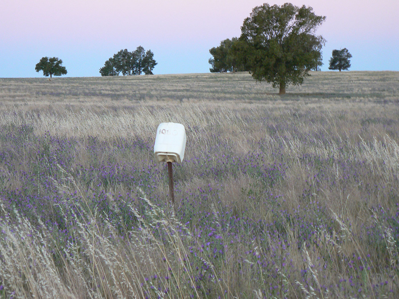 Australian farmland featuring a plastic chemical drum on a steel post in a paddock of dried grasses, purple flowers and large trees. 