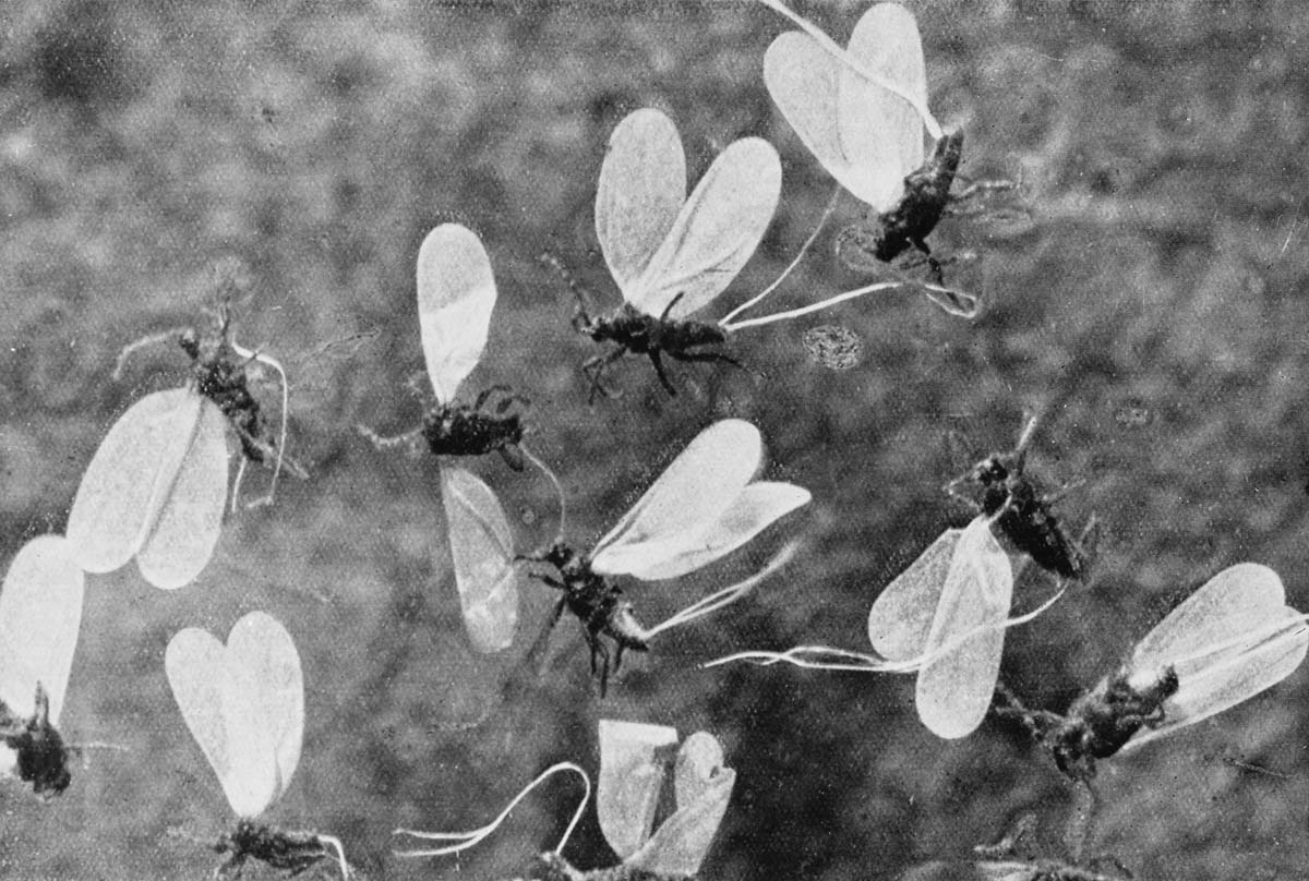 Close-up image showing 10 insects with large wings. - click to view larger image