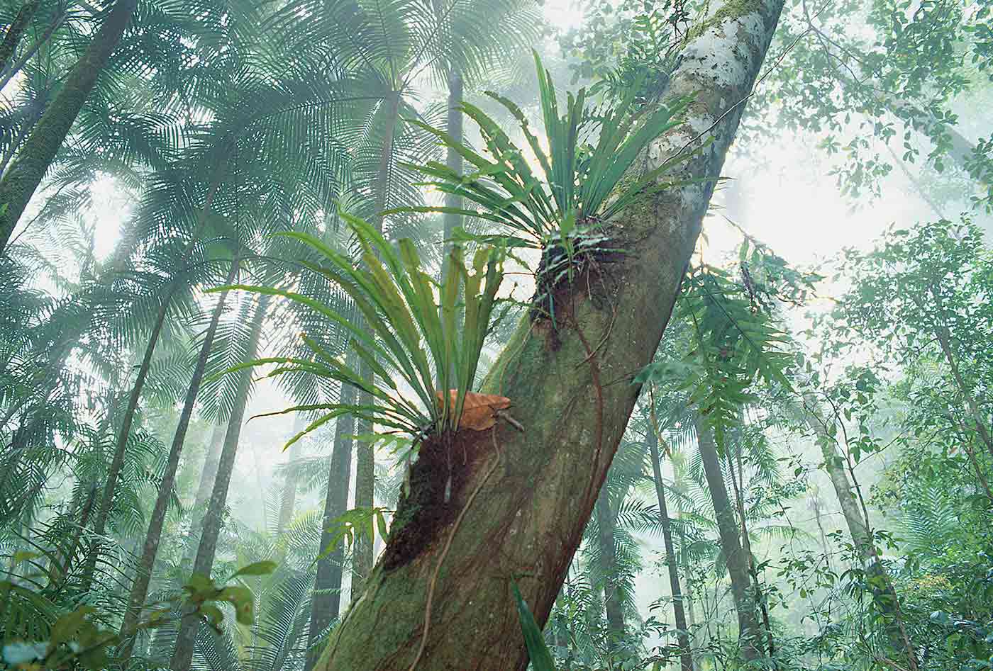 Tropical rainforest.