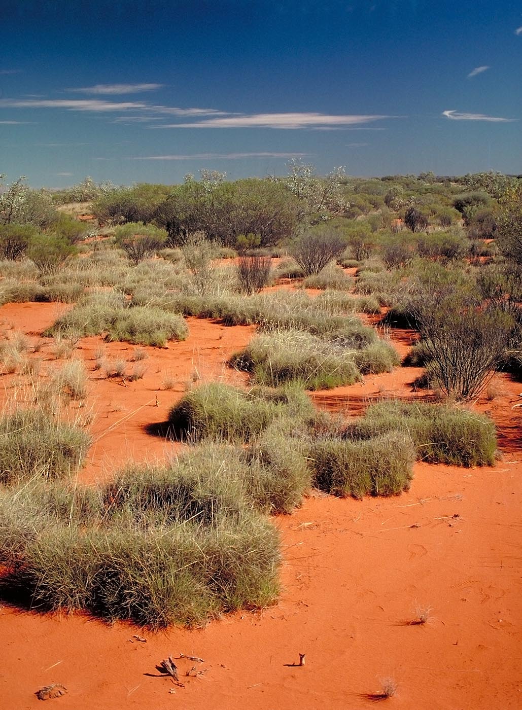 Circular clumps of greyish-green grass on red desert sand. - click to view larger image