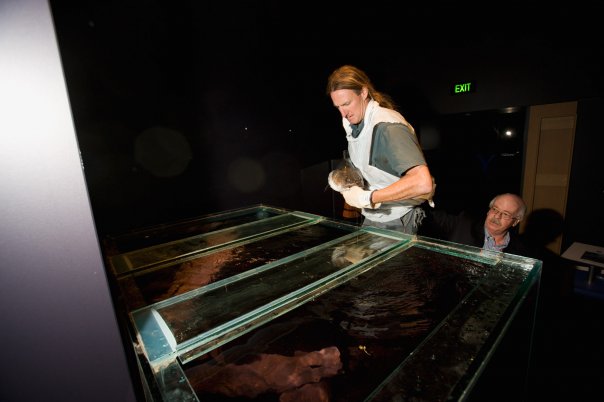 A staff member from the National Zoo and Aquarium about to place Murray in a tank of water. - click to view larger image