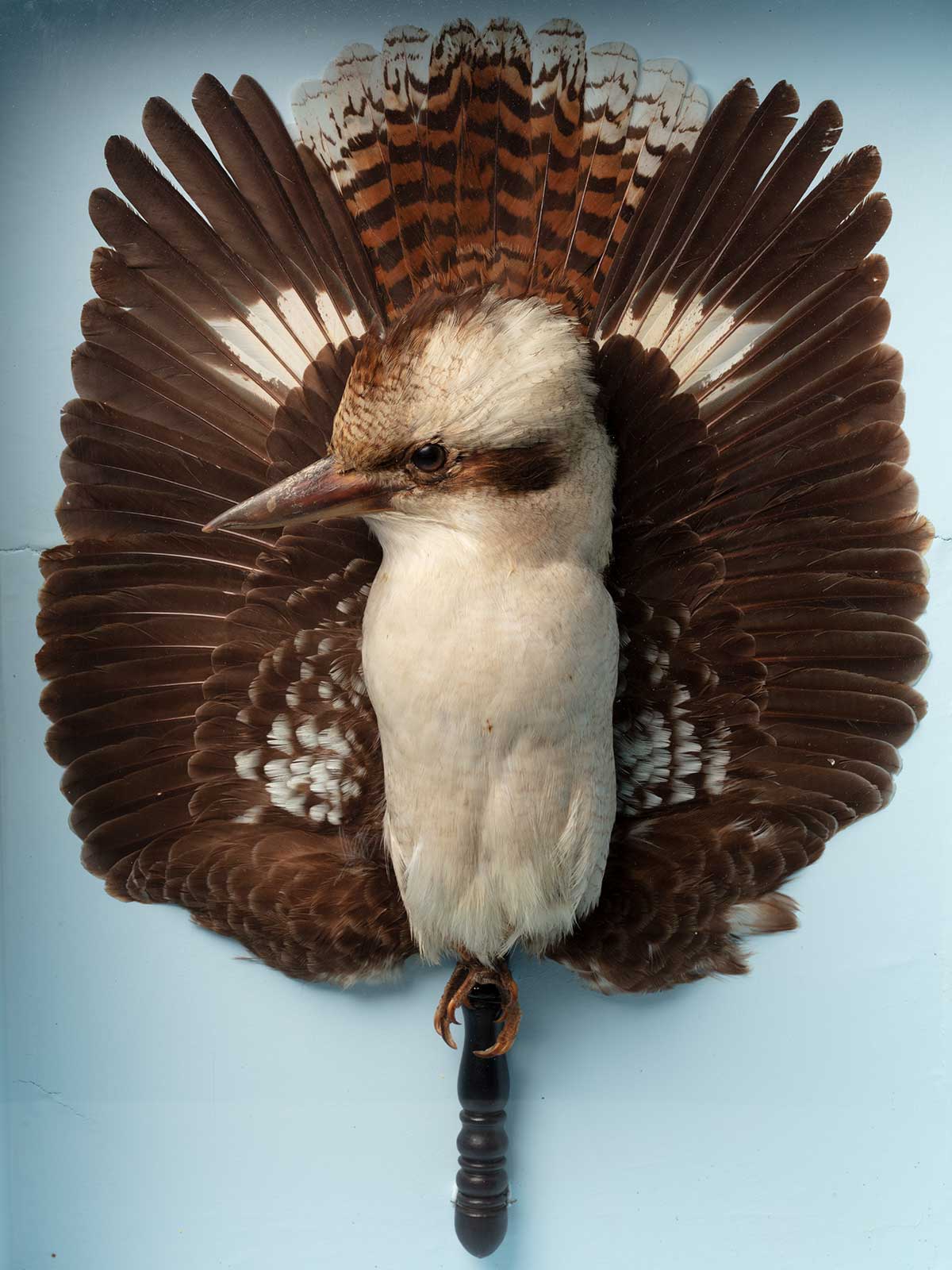 Taxidermied bird displayed with brown wings behind it in the form of a fan. - click to view larger image