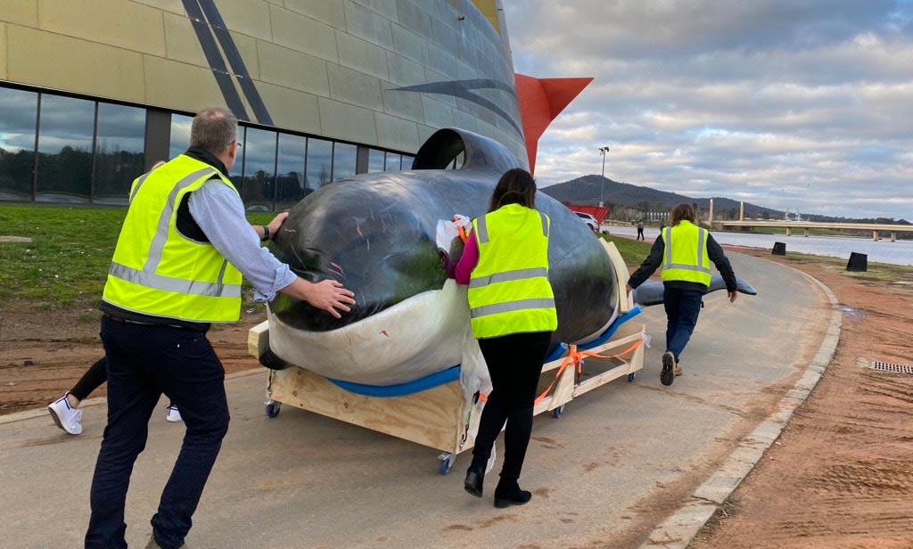 A group of staff members transporting an orca sculpture on a trolley outside the National Museum of Australia.
