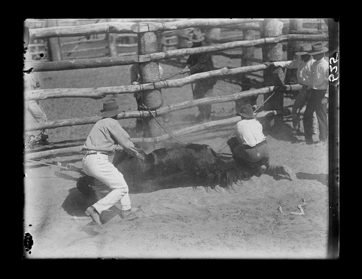 A dark coloured horse in a stockyard with four men, Innamincka station, South Australia 1919. The horse has been roped and lays on its right side on the ground. One man holds its head while another moves in to help restrain the horse. Two men stand to the right watching. A man can be seen in the next enclosure holding the end of one of the ropes on the horse. Some dust hangs in the air over the horse. - click to view larger image