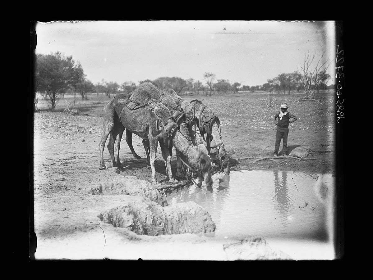 Aboriginal man Arrerika watering expedition camels, central Australia 1920. Three camels in the image centre drink from a waterhole. Arrerika stands to the right watching them, dressed in trousers, boots, shirt, hat and a cotton scarf around his neck. In the foreground the edge of the waterhole is deeply eroded. In the background are low trees and scrub leading to the horizon. - click to view larger image