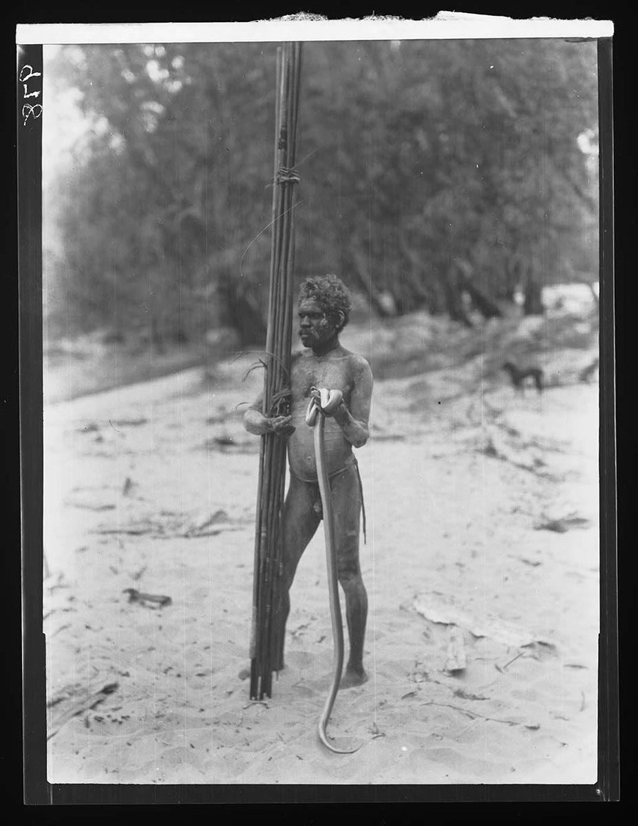 Man holding a bundle of spears and rock python, Liverpool River, Northern Territory 1928. A Aboriginal man stands turned toward and looking beyond the left frame of the image. He is in the image foreground. In his left hand he holds at about chest height a long python snake; most of it hangs from his hand. Its tail curls onto the ground. He cradles a bundle of spears in his right arm. He holds them vertically, with the ends resting on the sandy soil. He appears to have some areas of customary ochre markings on his face and body. In the right background, near a stand of trees, is the out of focus form of a dog. The trees beyond the dog lean from right to left, on more sandy soil. - click to view larger image