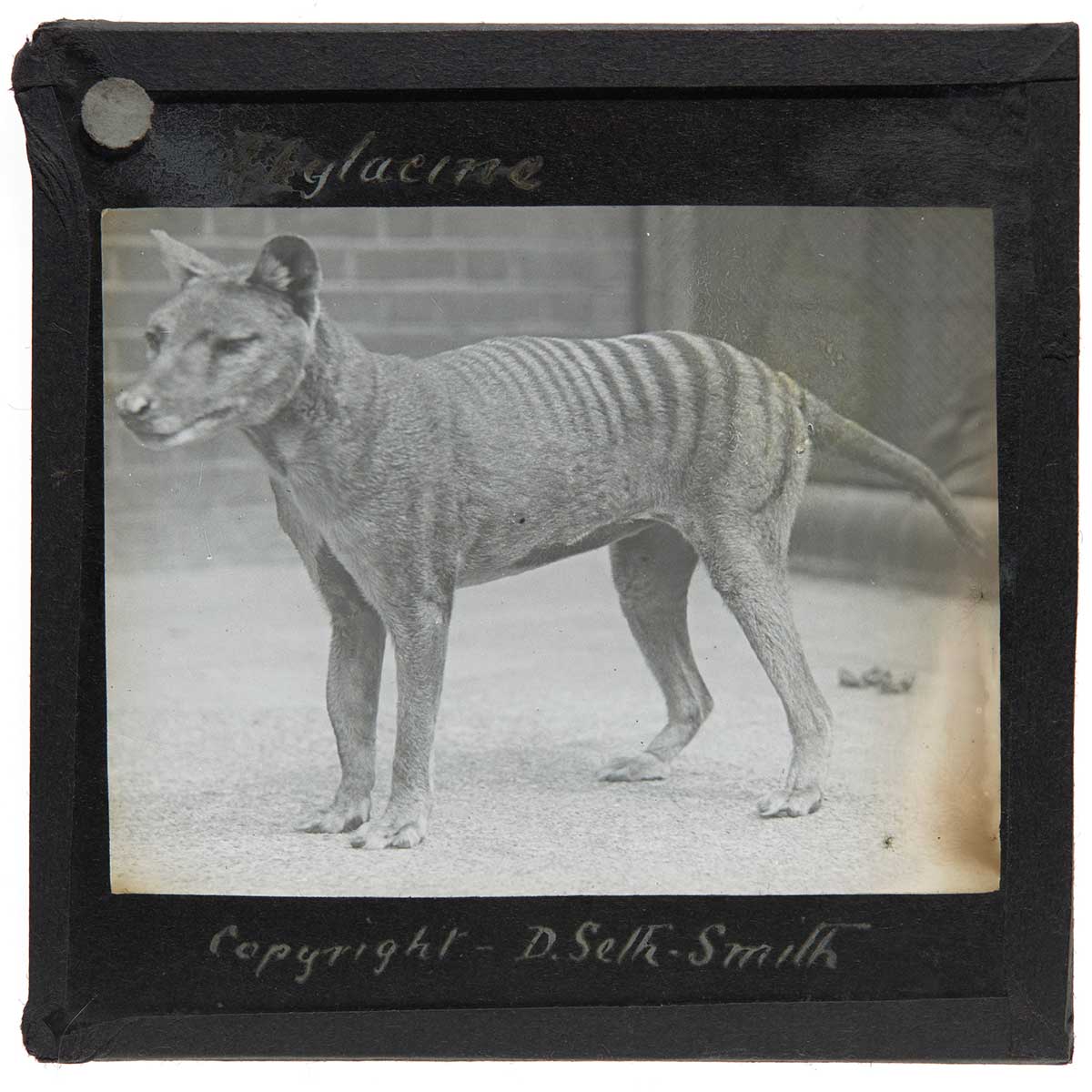 Black and white photo of thylacine standing on a bare floor with a brick wall in the background.