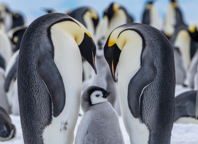 Antarctica school holidays vacation care 
