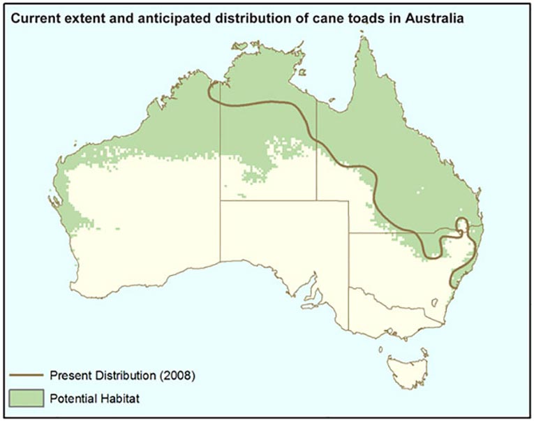 Map of Australia showing current extent and anticipated distribution of cane toads, 2008. - click to view larger image
