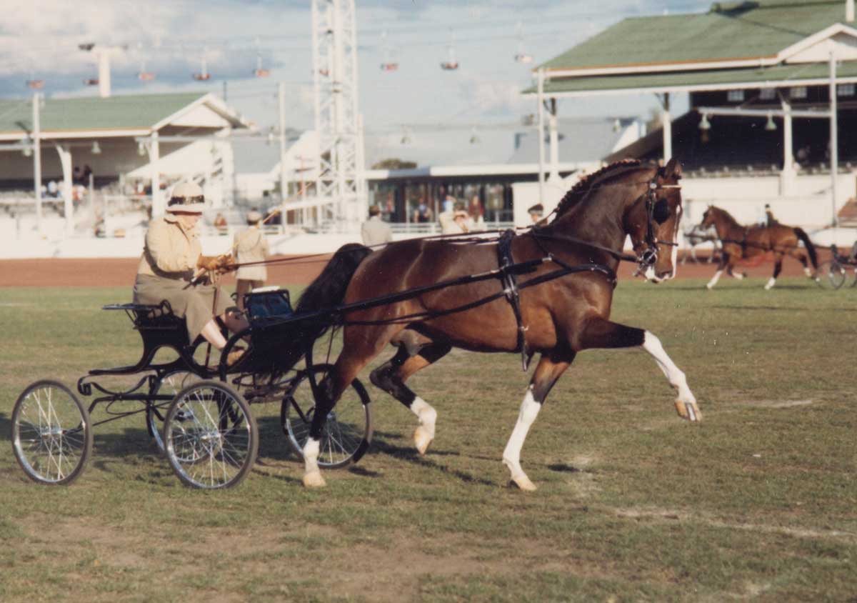 Mary Willsallen at a carriage driving competition, around 1970.
