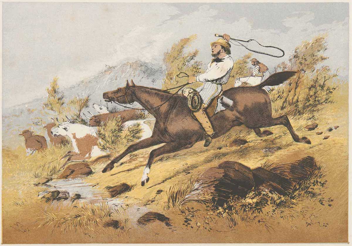 Watercolour painting of men on horses rounding up cattle through bushland. The man in the centre is wielding a whip and there is a sense of excitement. - click to view larger image