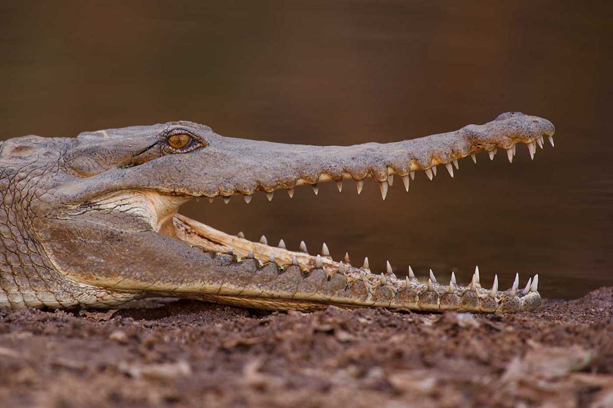 Colour photograph showing the side profile of a crocodile's head. Its mouth is open, revealing two rows of sharp teeth. - click to view larger image