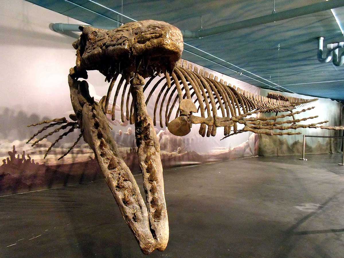 Colour photograph of a reconstructed fossilised marine repile, hanging from the ceiling. - click to view larger image