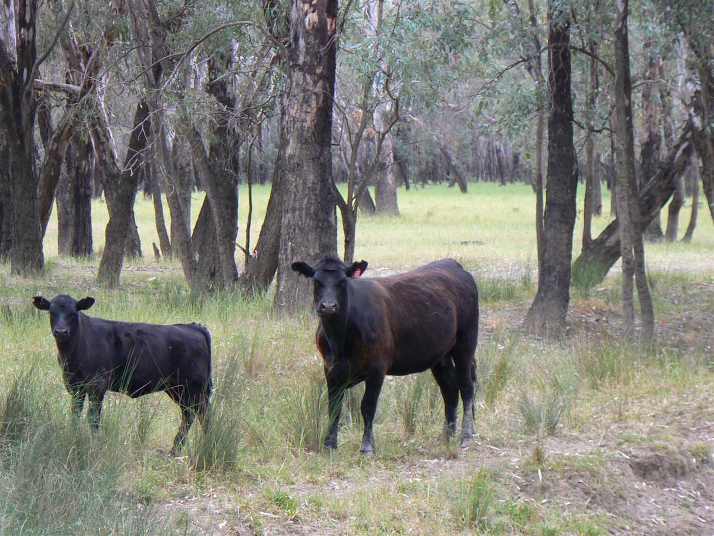 Angus cow and calf grazing fertile river plains.