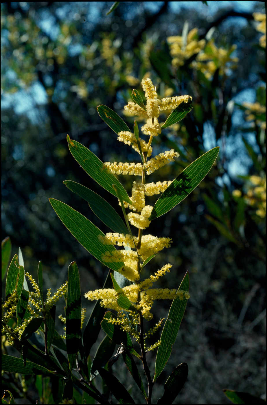 Colour photo of a branch of a wattle tree. - click to view larger image