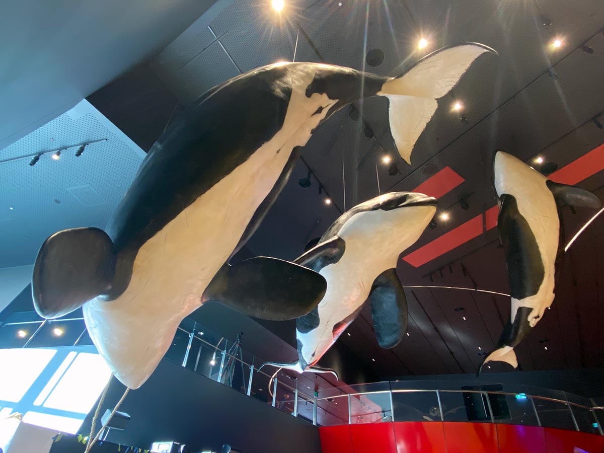 Low angle view of three orca sculptures suspended from the ceiling in a gallery space. - click to view larger image