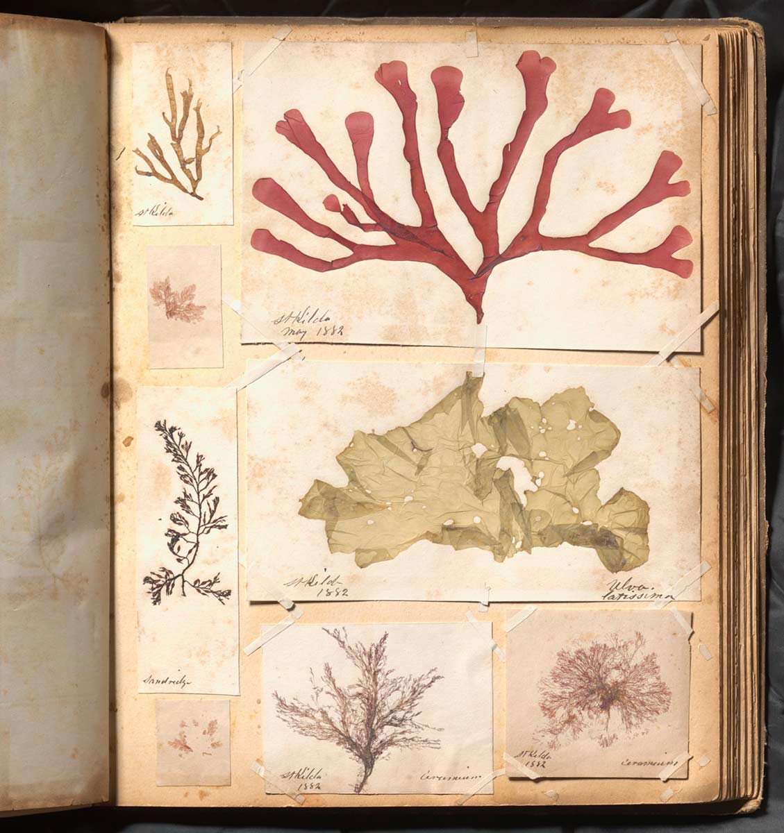 An album housing pressed botanical specimens. - click to view larger image