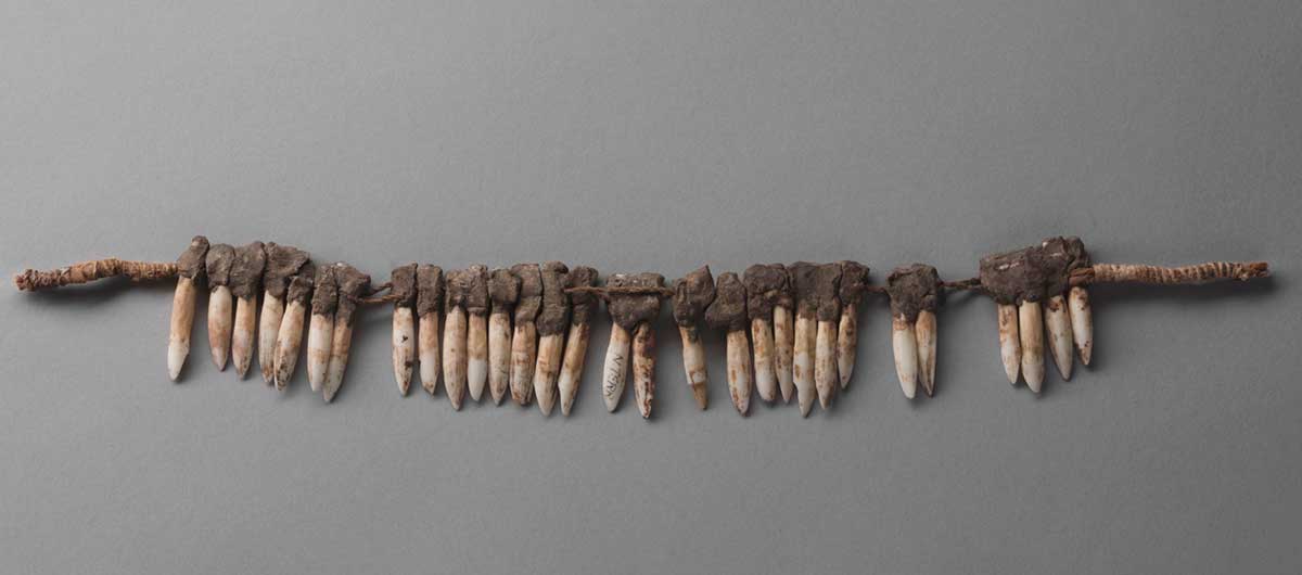A headband made from two-ply natural fibre string and kangaroo incisor teeth. The long teeth have been joined together in groups of six, seven and eight. A group of four, two pairs and a single tooth complete the band. The teeth have been grouped by joining them at their tops with natural resin and then attaching the groups to the string. The teeth all show areas of pale brown colour; some have small dark spots. The headband is laid out in a straight line.  - click to view larger image