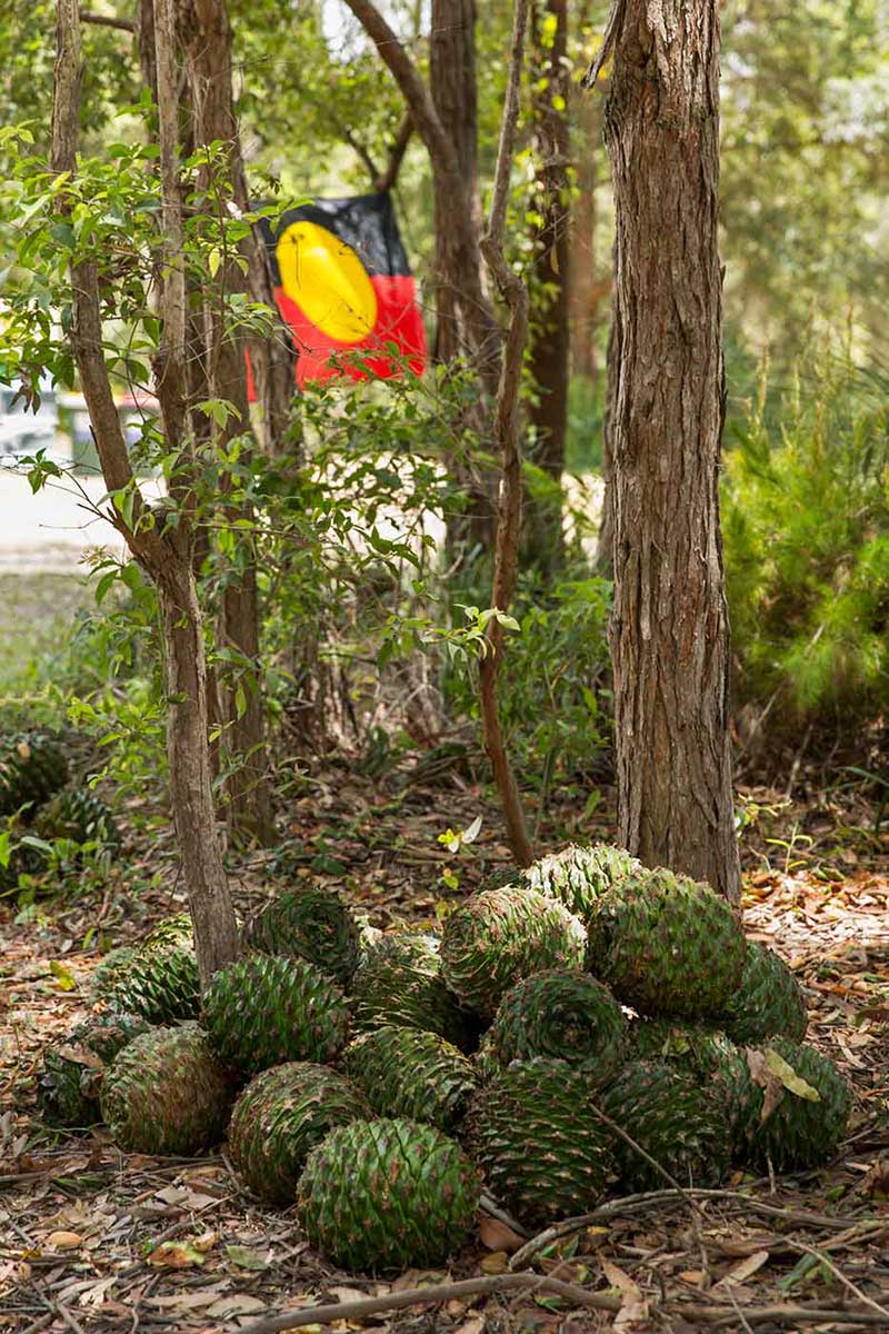 Colour photo of a pile of bunya cones sitting on the ground. There is the Aboriginal flag hanging in the background. - click to view larger image