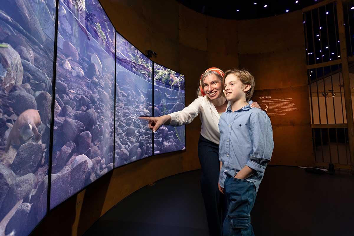 A woman and child stand, pointing at a large screen that shows a platypus swimming in a waterway with a rocky bed.  - click to view larger image