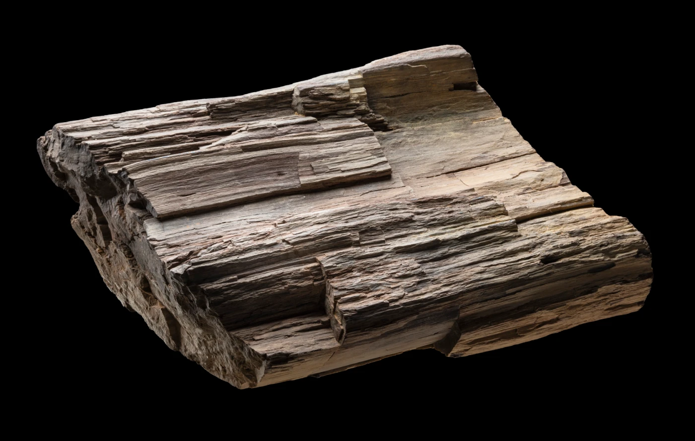 A cream, brown and grey piece of fossilised tree trunk. The trunk is semi-circular with an indent running down the centre. There are cracks in the stone along the rings of the tree, and traces of blue paint across the top.