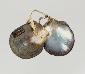 A pair of castinets or clappers, formed of two mother-of-pearl shells.