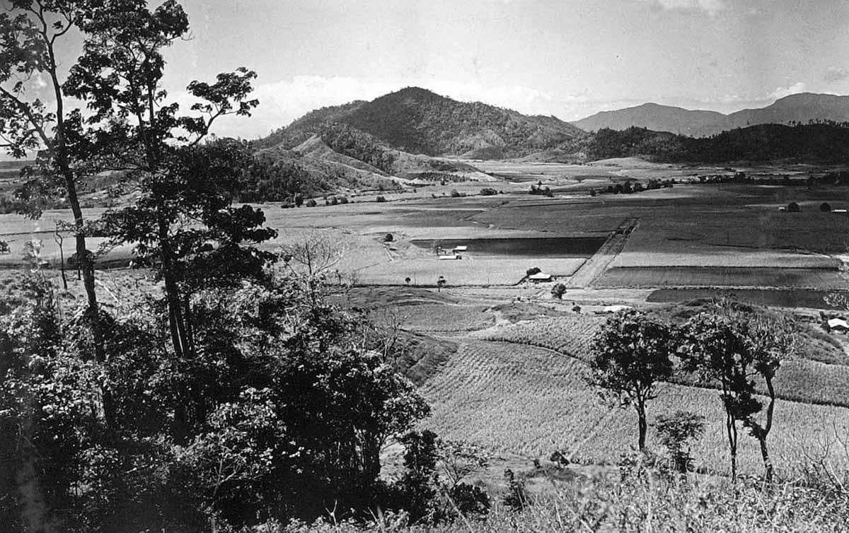 Black and white photograph looking down on cane fields.