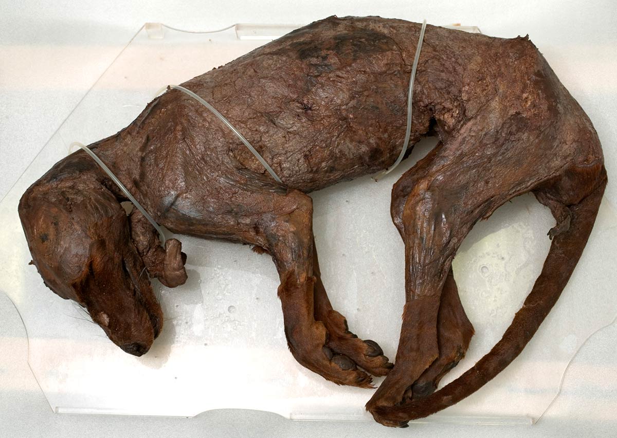 Brown, seemingly mummified body of a thylacine lying on a white surface. - click to view larger image