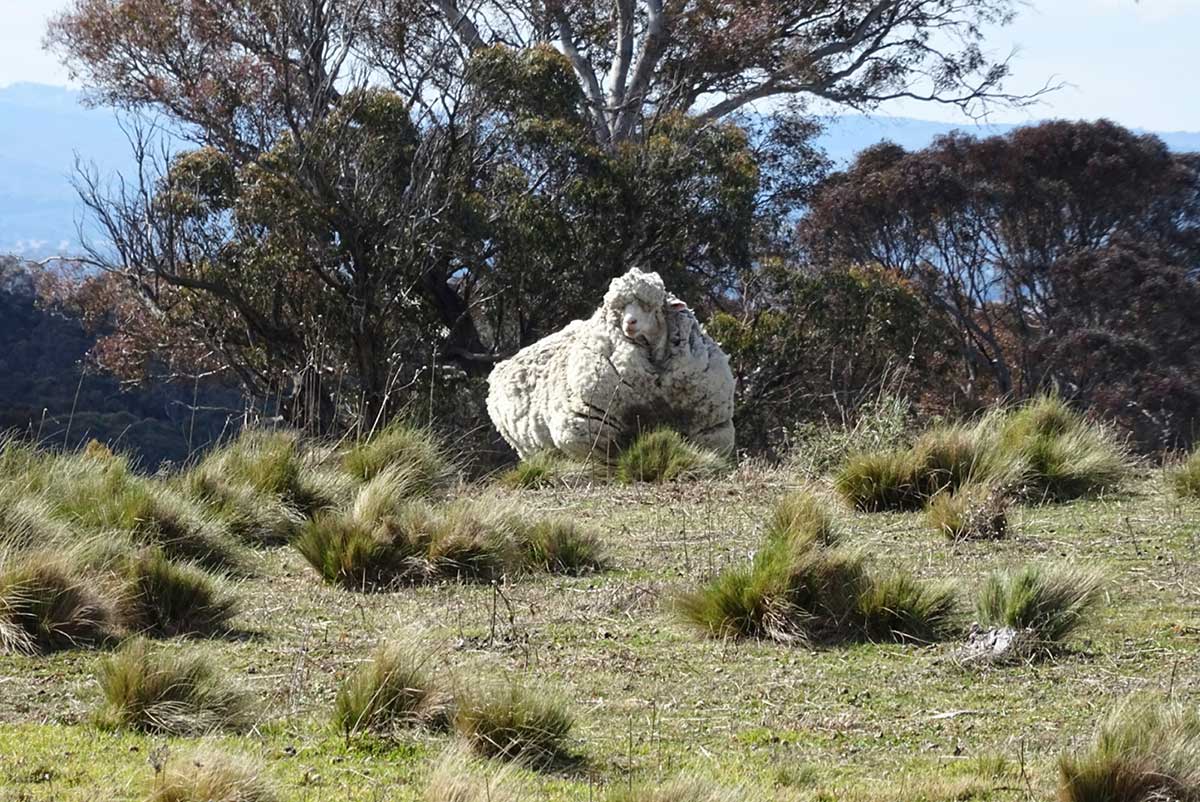 A sheep with a very thick fleece stands on a grassed hill, with gum trees behind.