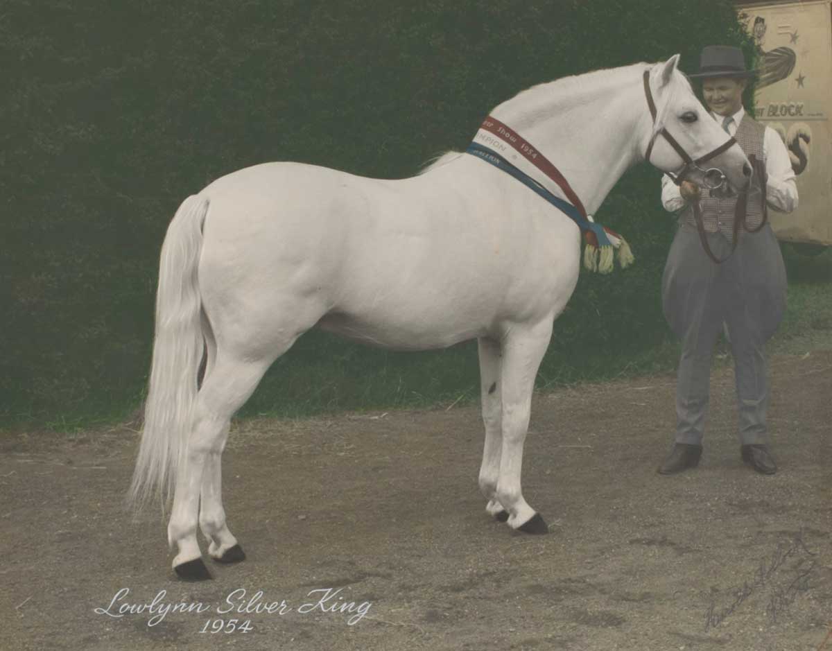 A white-coloured horse with a show ribbon around its neck and a woman standing nearby.