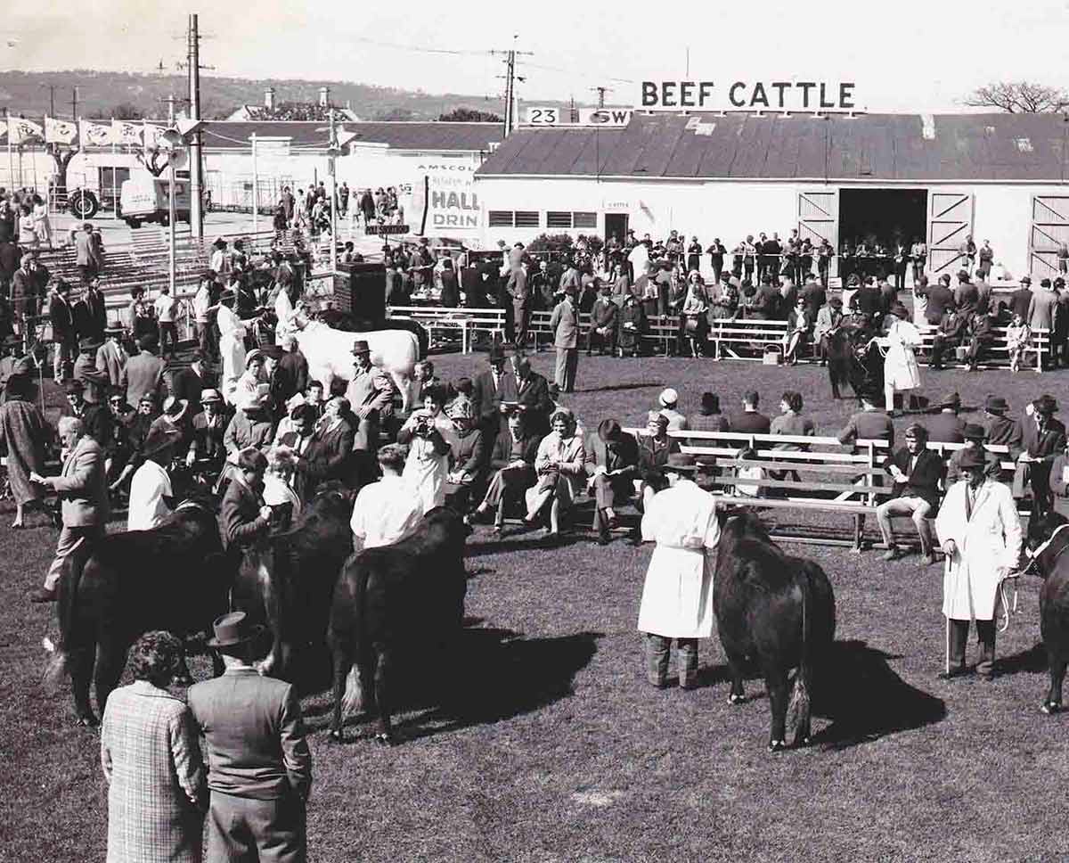 Black and white photograph of people gathered around a grass field. Several men wearing white overcoats stand beside beef cattle. Crowds of people, standing and sitting, are watching the judging. - click to view larger image