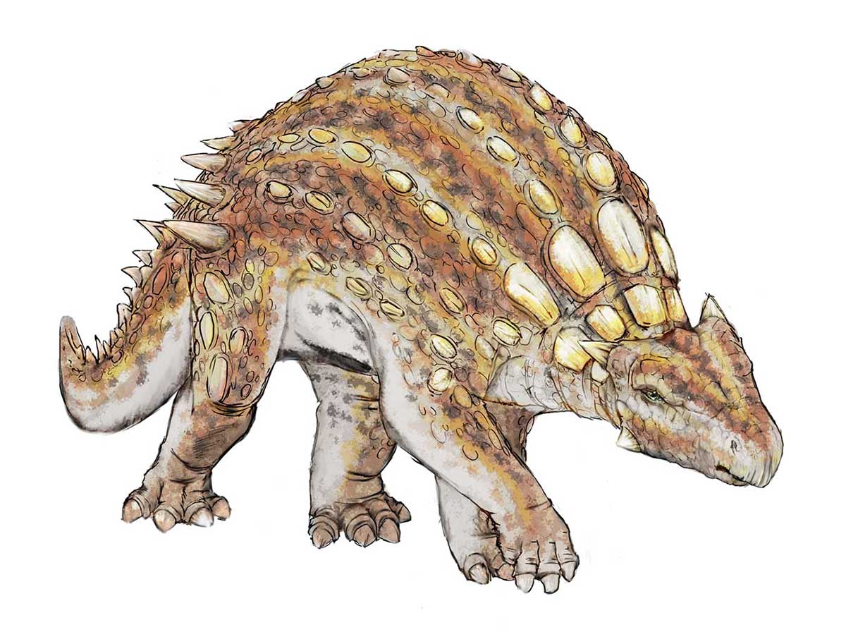 Colour illustration of a four-legged dinosaur with tail and bony projections on its head, body and tail. - click to view larger image