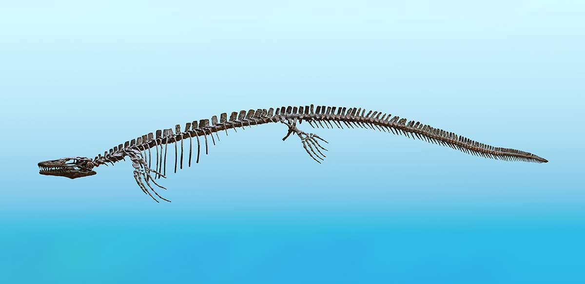 Image of a reconstructed marine reptile skeleton, with a long, narrow body. - click to view larger image