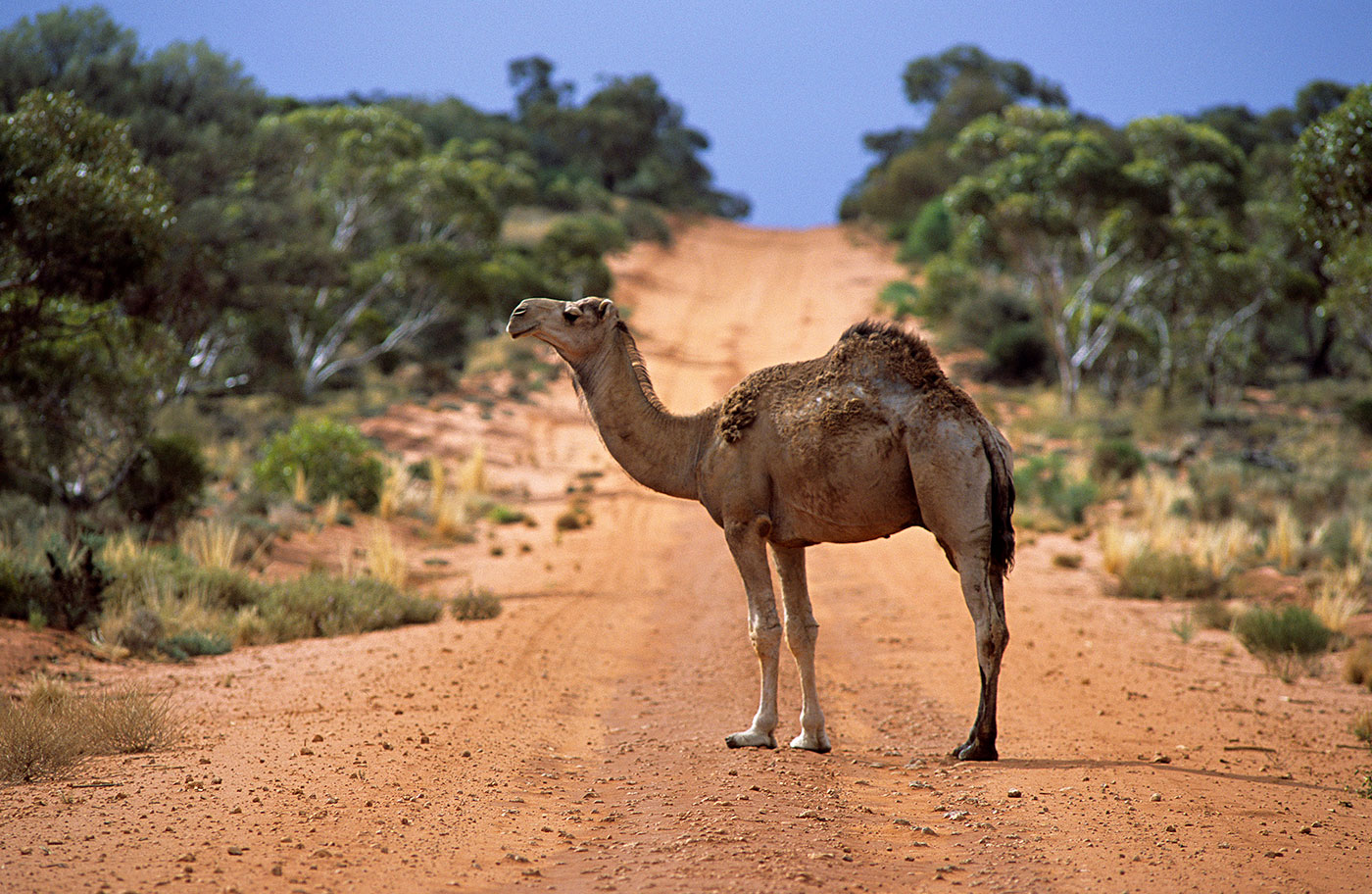 A camel stands on dirt road, with small trees and scrubland on either side.