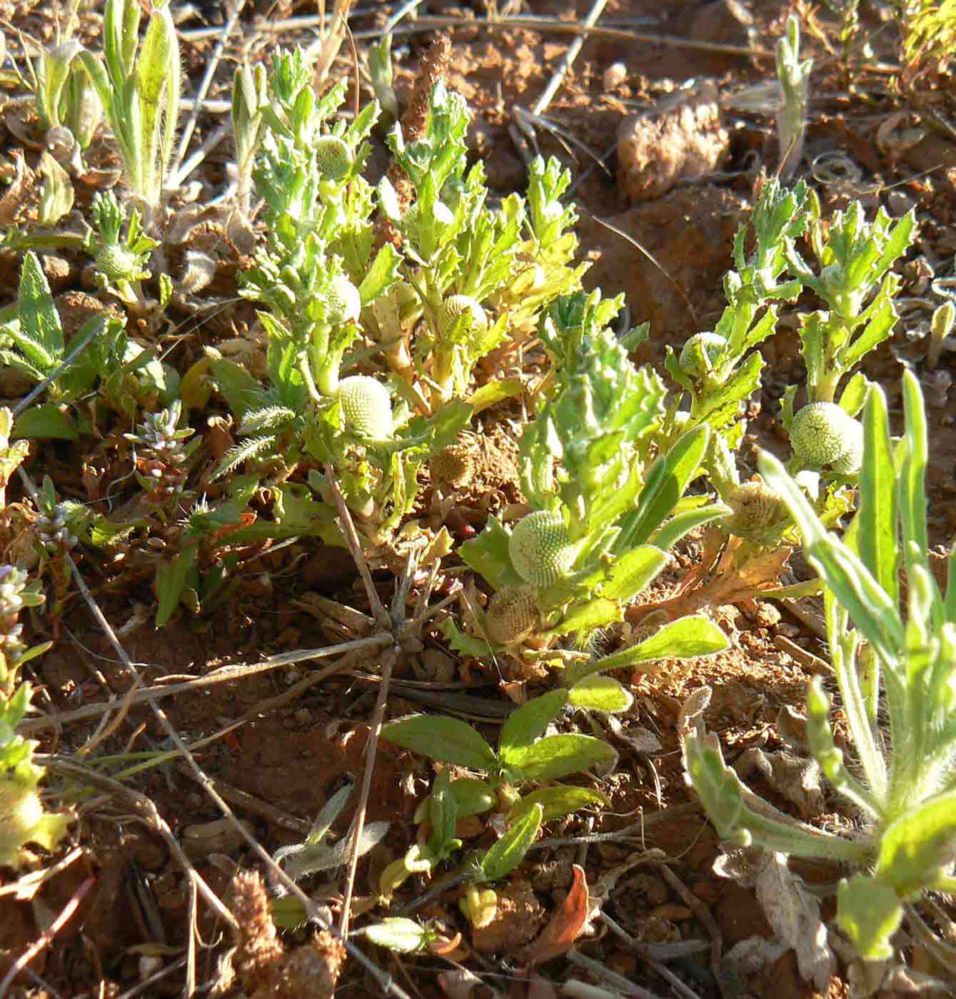 A patch of weeds with green serrated leaves.