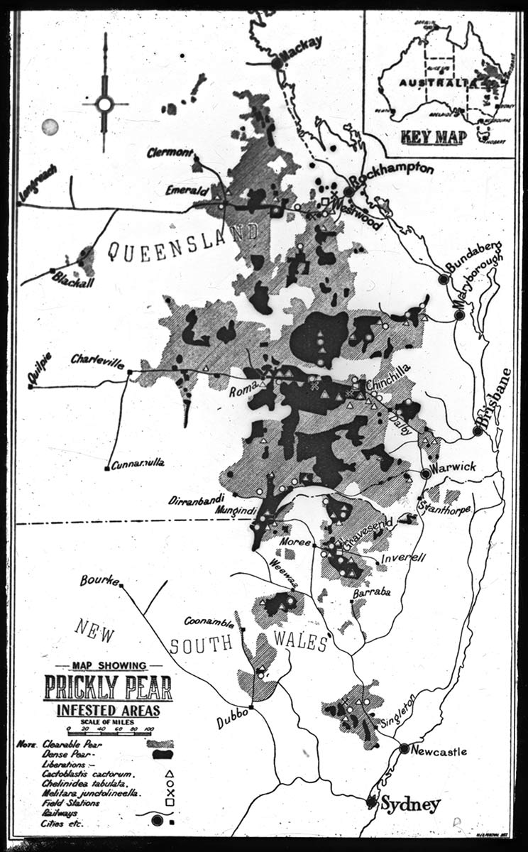 Map showing parts of Queensland and New South Wales infested by prickly pear. Different textures show 'clearable pear' and 'dense pear'. The most dense sections are in central Queensland, near Roma and Chinchilla, and near Moree and Gravesend in northern NSW. - click to view larger image