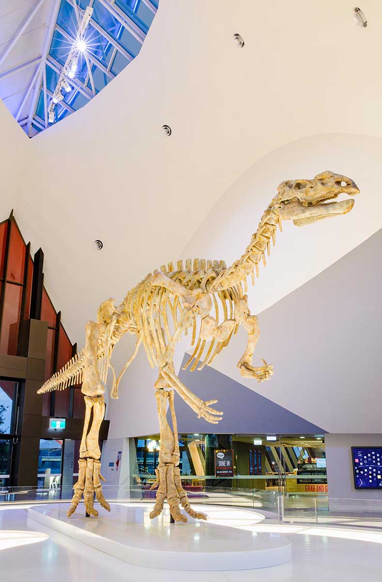 Model of a large dinosaur skeleton on display in the Atrium of the National Museum of Australia. - click to view larger image