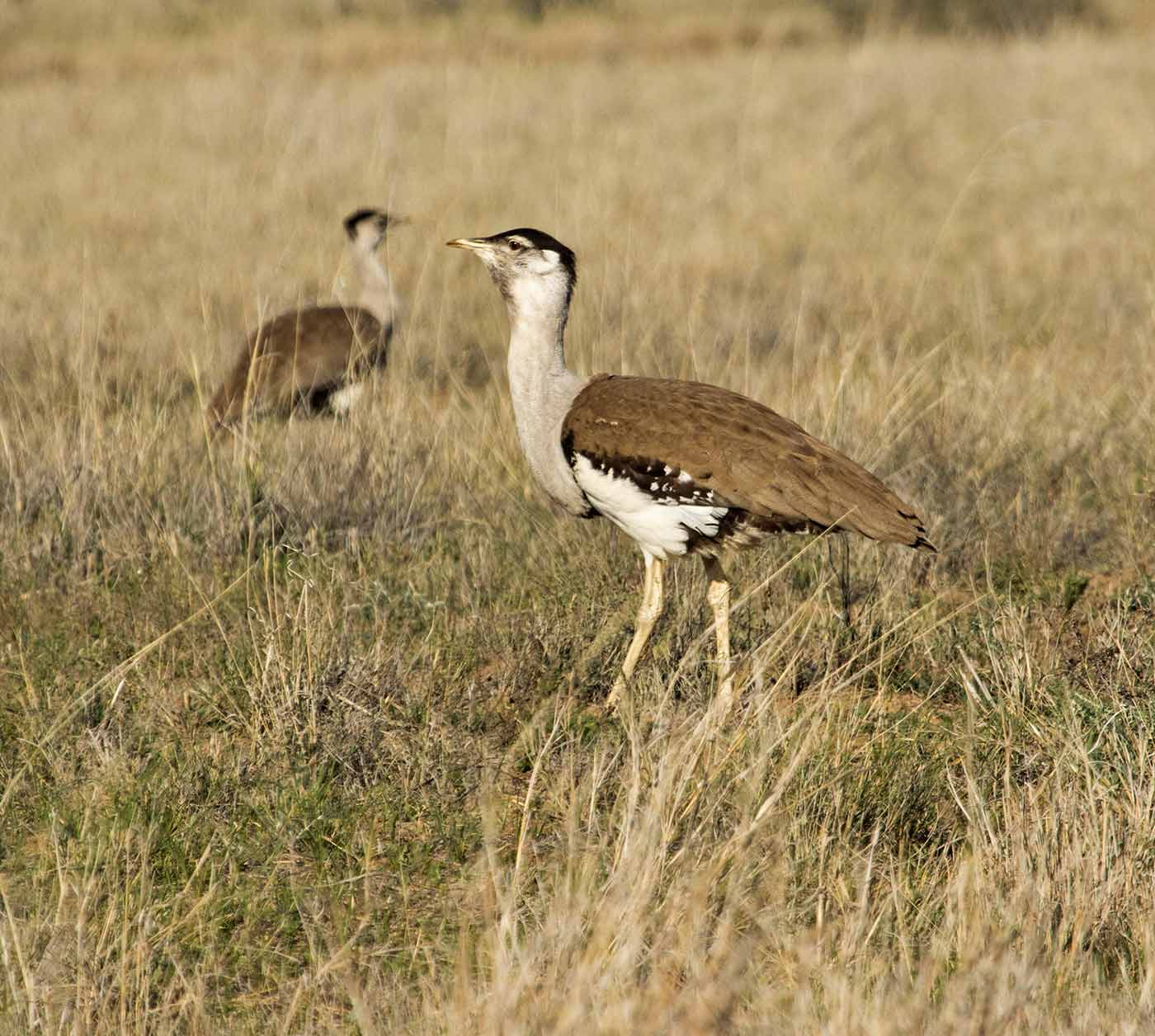 Colour photo of two birds of brown and black walking through grassland.