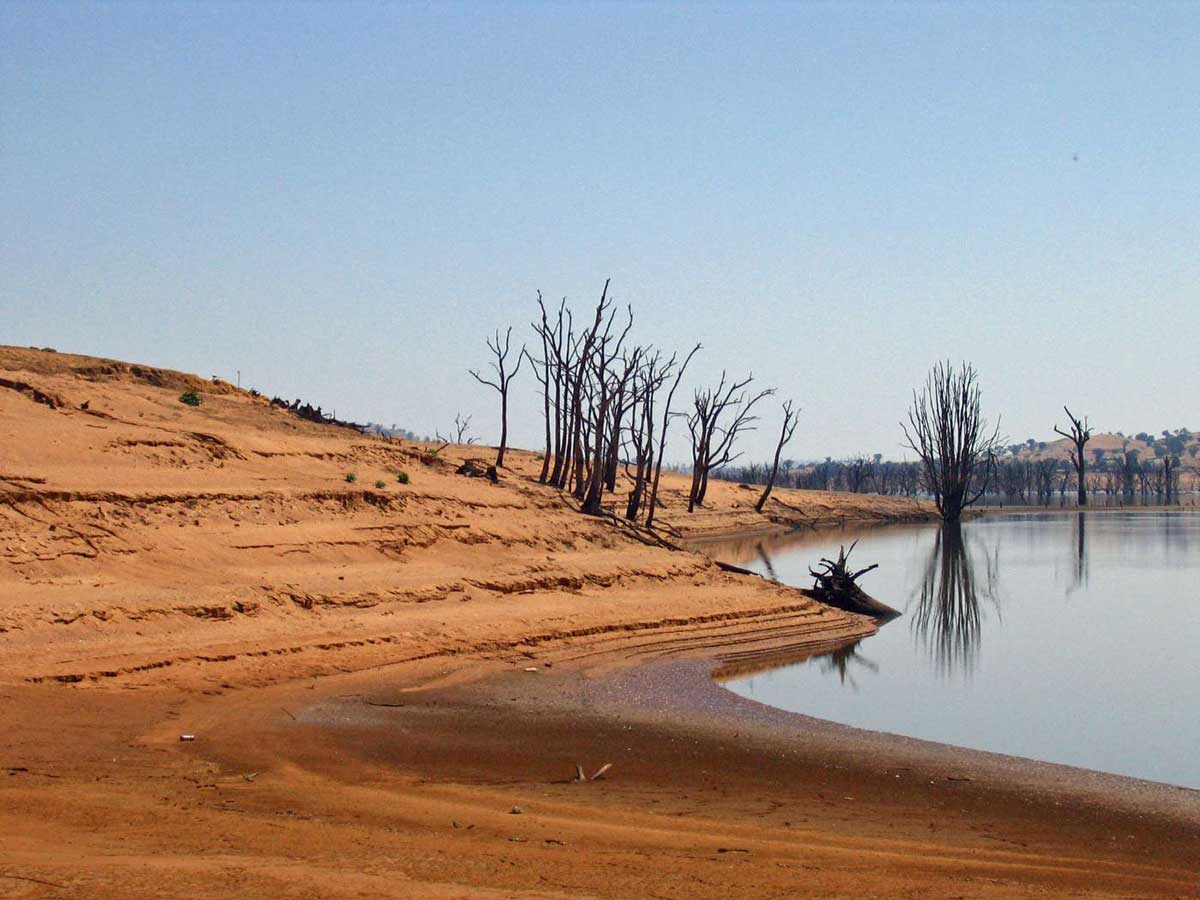 Colour photo a drought-stricken landscape of dead trees and a river with low water levels.