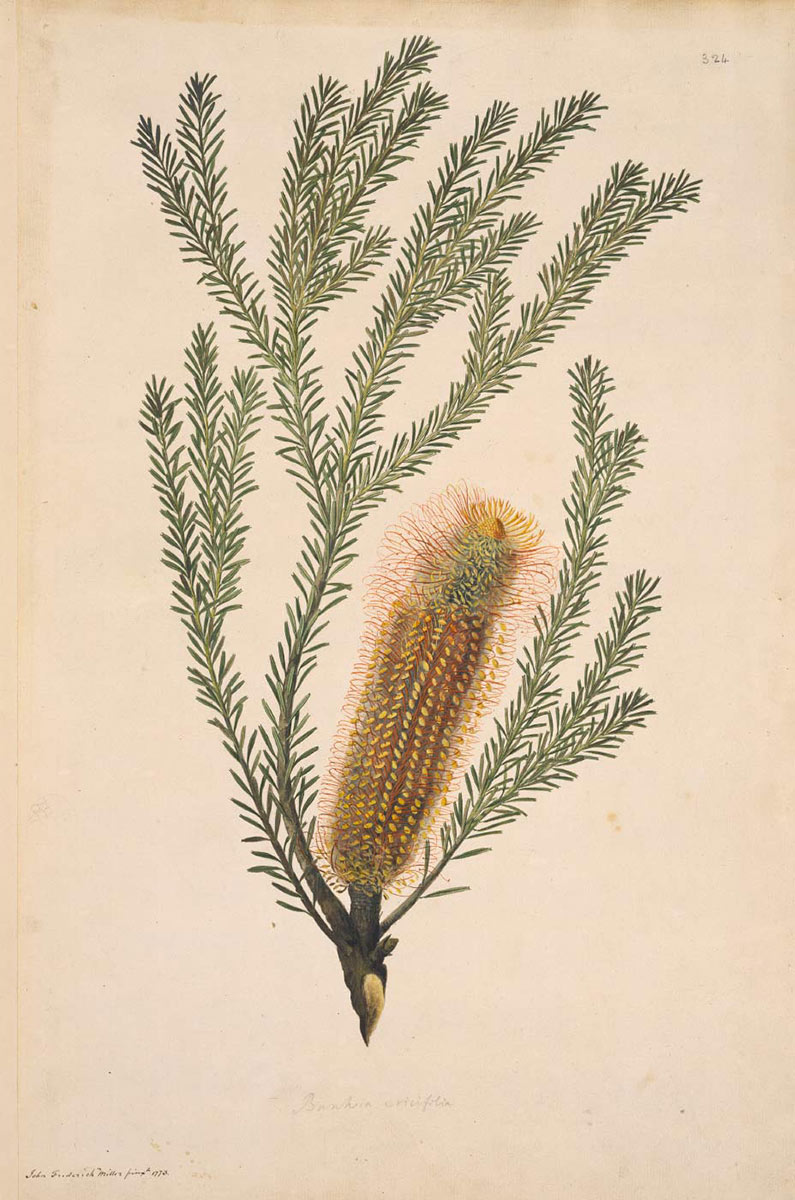 Illustration of a banksia ericifolia. - click to view larger image