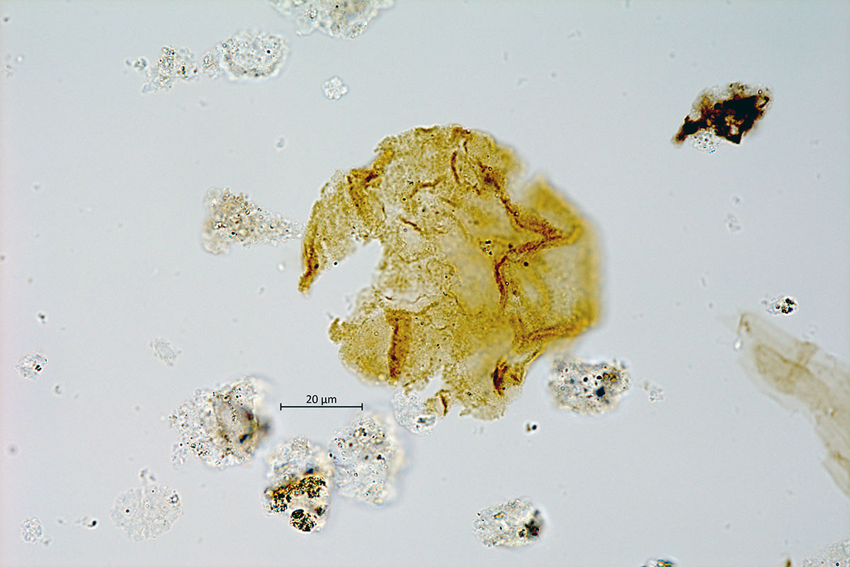 Pollen sample. - click to view larger image