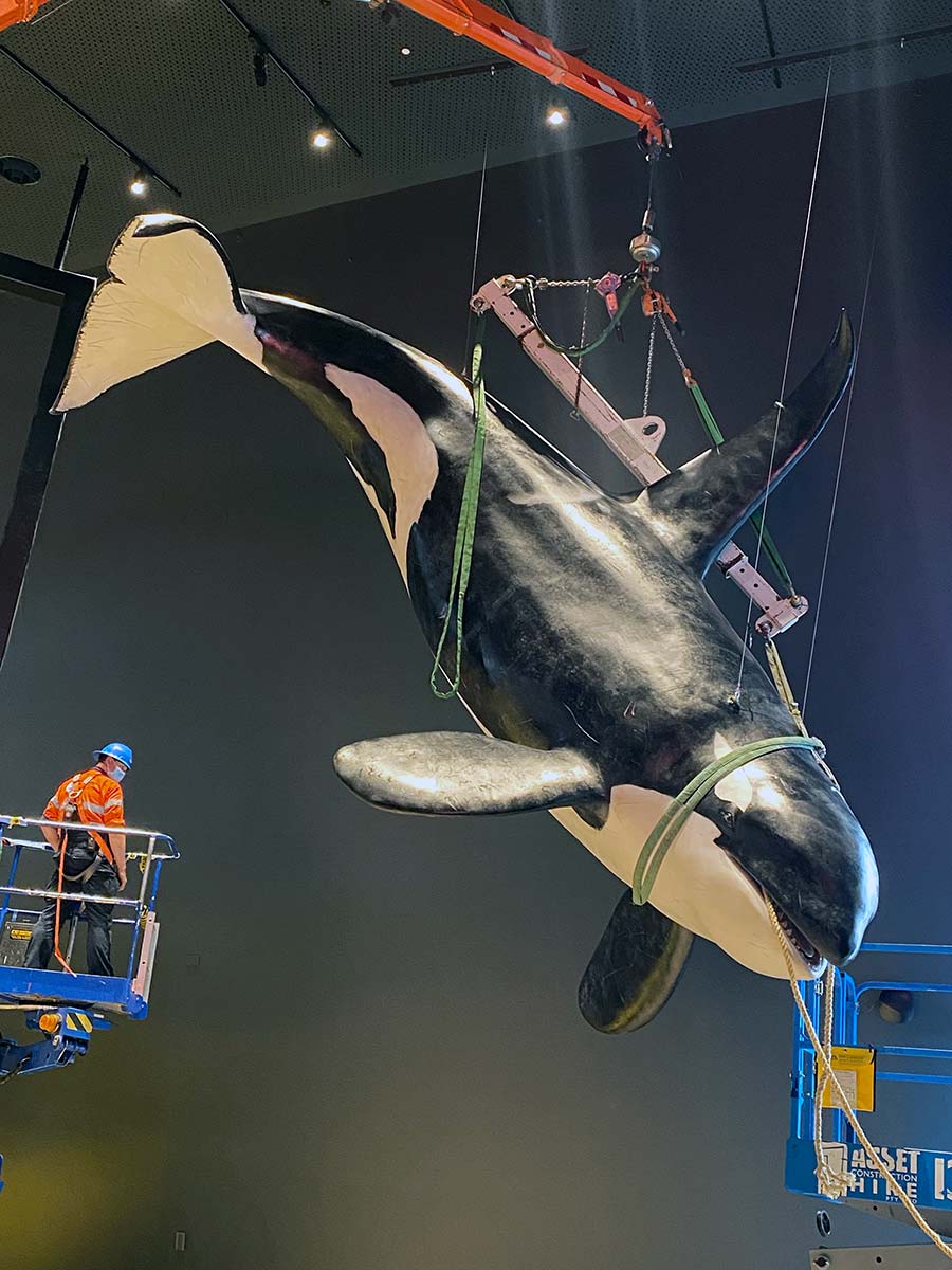 An orca sculpture suspended from the ceiling in a gallery space. It is being installed by a crane. - click to view larger image