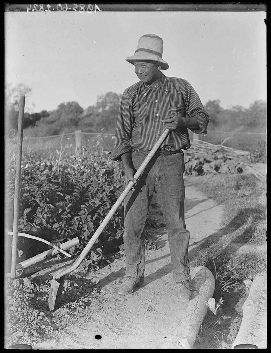 A Chinese gardener working in a garden, Durham Downs station, Queensland 1919. He is dressed in sturdy trousers and a shirt with its long sleeves rolled up. He wears a light coloured hat with two dark bands around the upper part. He holds a shovel diagonally across his body. The shovel head rests upside down in a shallow hole. Behind him are garden plants and the garden fence. - click to view larger image