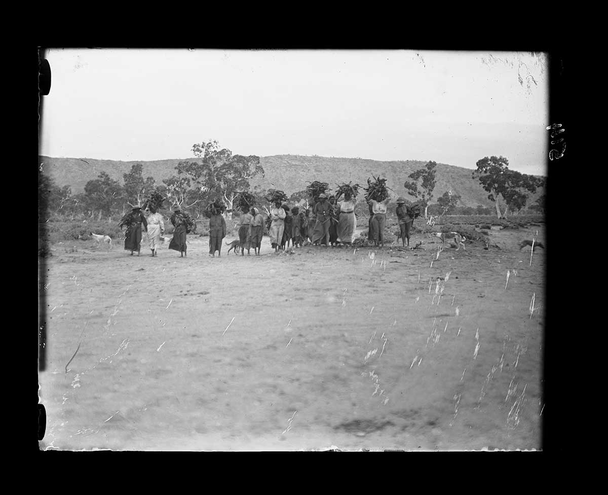 Aboriginal people collecting firewood for a 'corroboree', Alice Springs, Northern Territory 1923. About fourteen Aborginal women and children are walking loosely line abreast toward the camera. Many of the women carry large bundles of firewood on their heads. All in the group wear European clothing; the women have long skirts down to about half shin height. The group is in the middle ground. In the foreground is bare earth. In the background are stands of trees. In the distance is a large range, running the entire width of the image. A few dogs are with the group, walking close to the people or lagging behind. - click to view larger image
