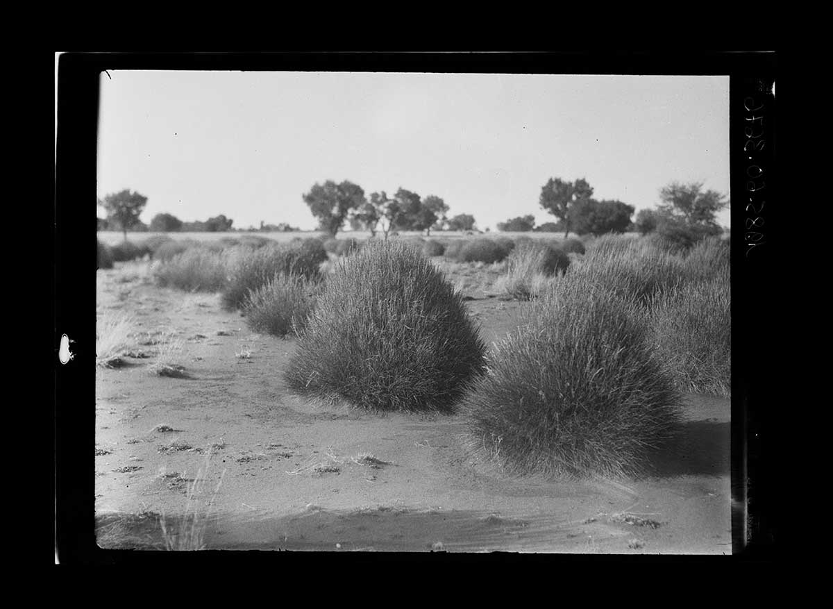 Musgrave Ranges from the west, 1926. A view across an open plain. In the fore and middle ground are tall rounded bushes with spiny leaves.. They sit scattered on bare sandy soil. Occasional clumps of dry grass sit in amongst the bushes. In the background are scattered trees that are visible all the way to the horizon. The horizon is about two thirds of the way up the image from the bottom of the frame. - click to view larger image