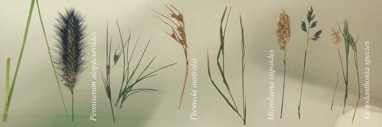 Illustrations of native Australian grasses adjacent to printed text presumably their scientific name. - click to view larger image