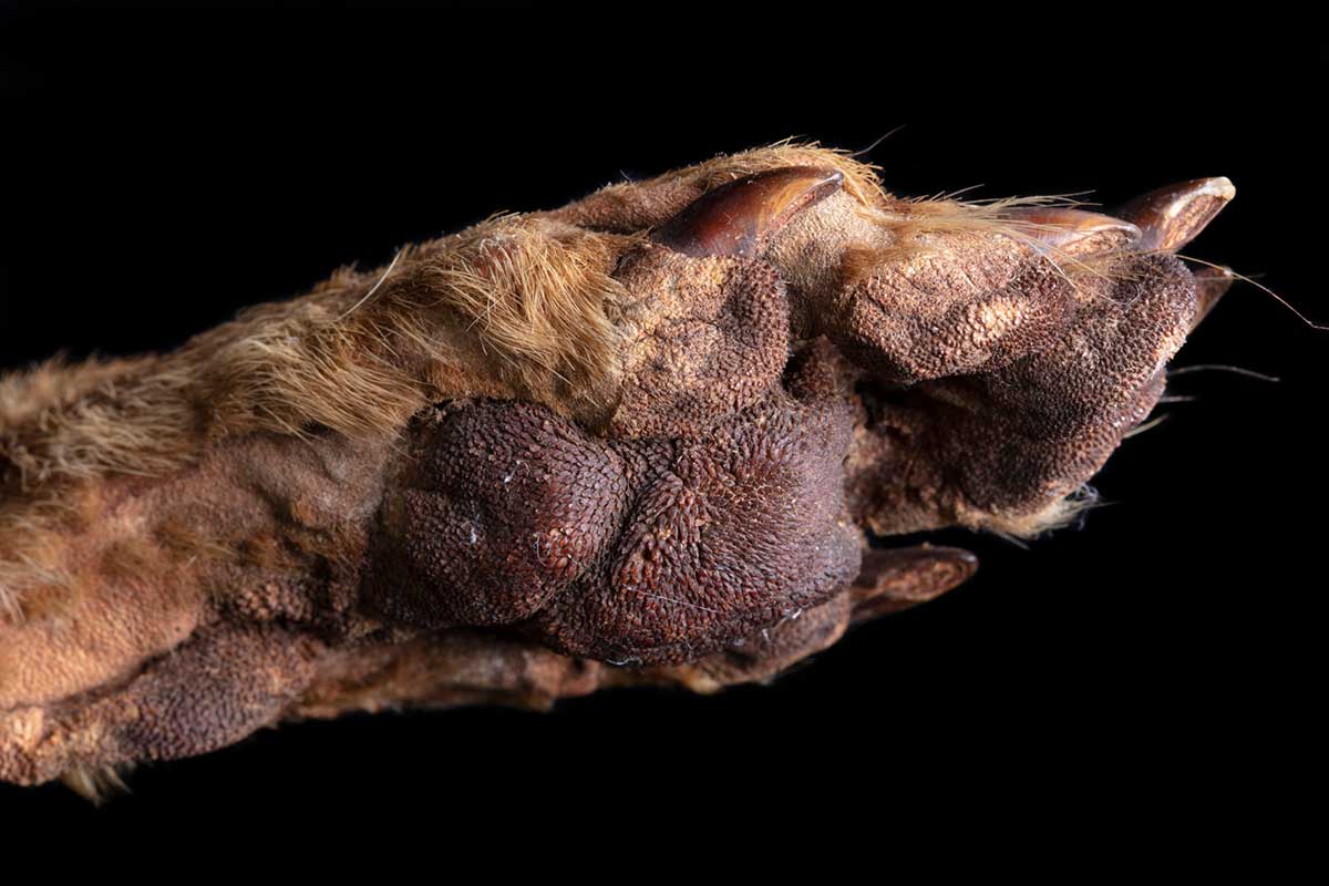 Paw of a thylacine specimen. - click to view larger image