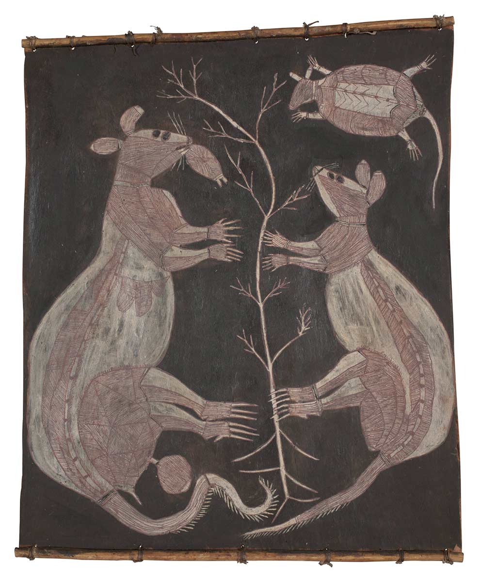 A bark painting worked with ochres on bark and on wooden restrainers. It depicts a male and female possum and s sugar glider feeding on the fruits and flowers of a tree.The figures have been painted as pipeclay silhouettes on a charcoal background and with red crosshatching.The large possum shows x-ray features of heart, lungs and backbone as well as muscle structure. The painting has a black background. - click to view larger image